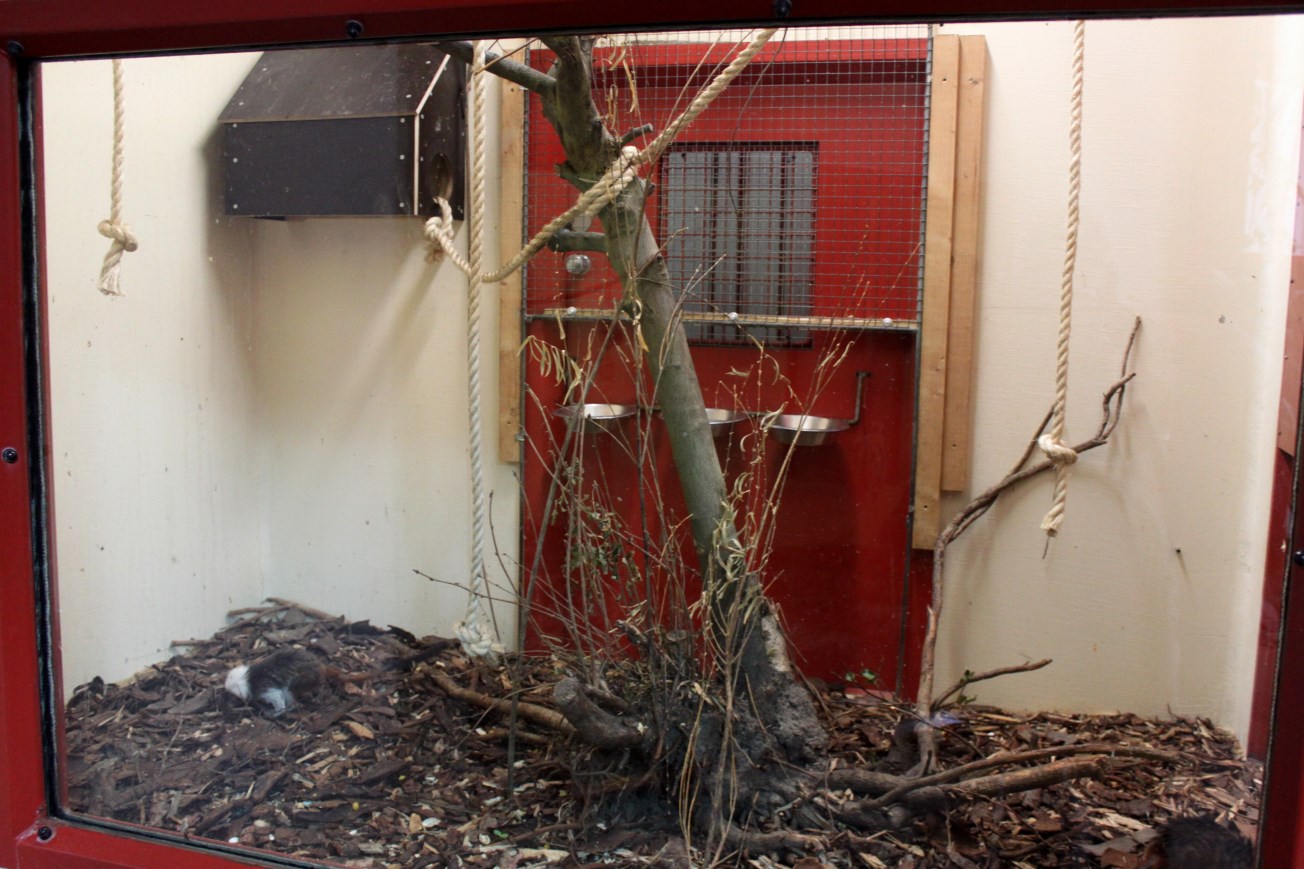 Givskud Zoo - Chimpanzee House (Tamarin exhibit)