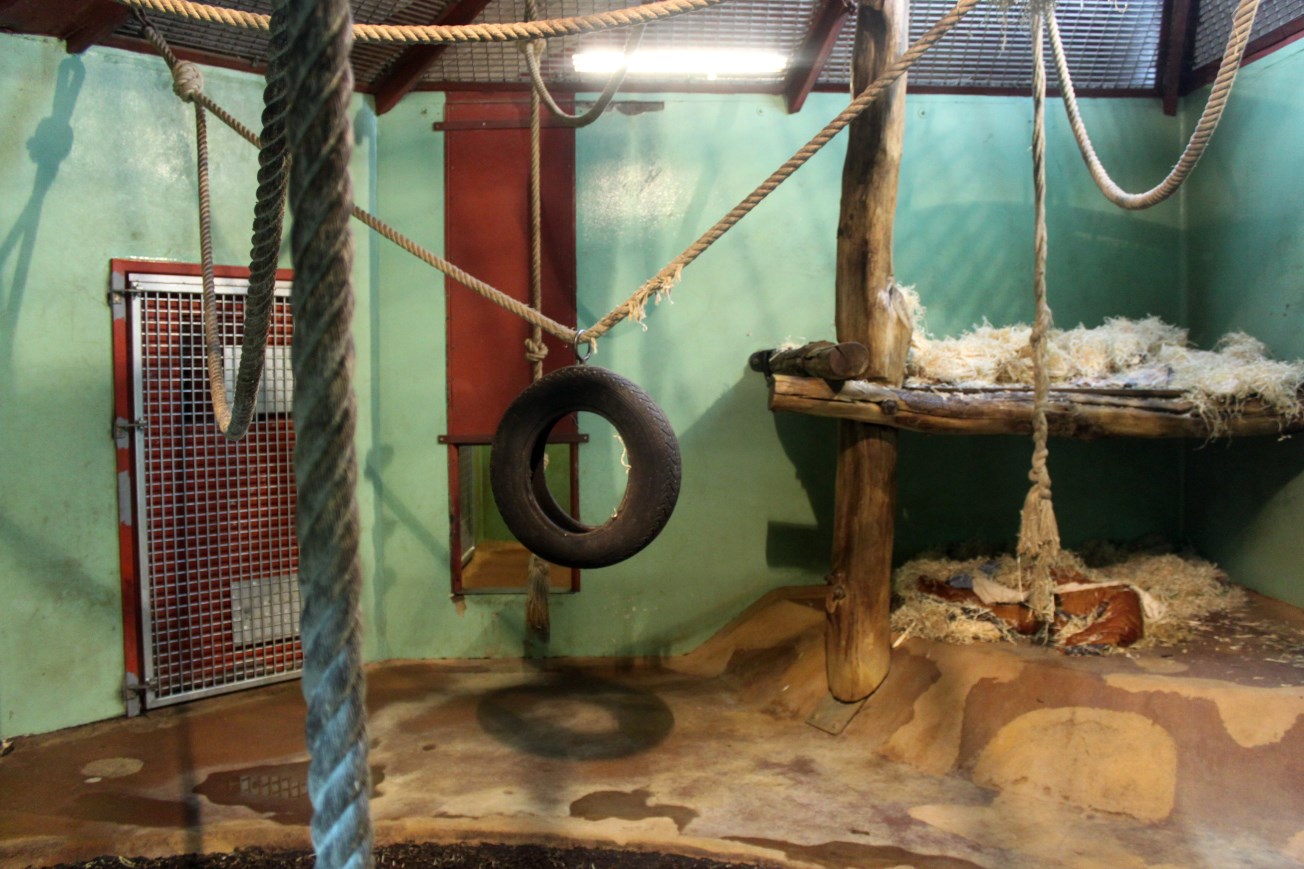 Givskud Zoo - Chimpanzee House