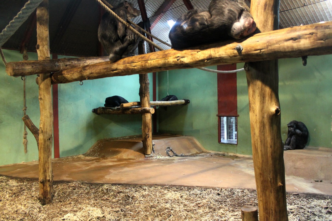 Givskud Zoo - Chimpanzee House