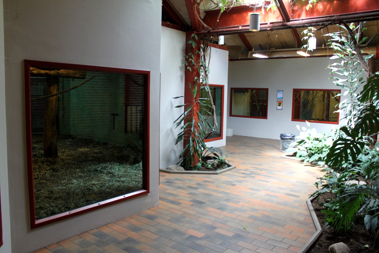 Givskud Zoo - Chimpanzee House