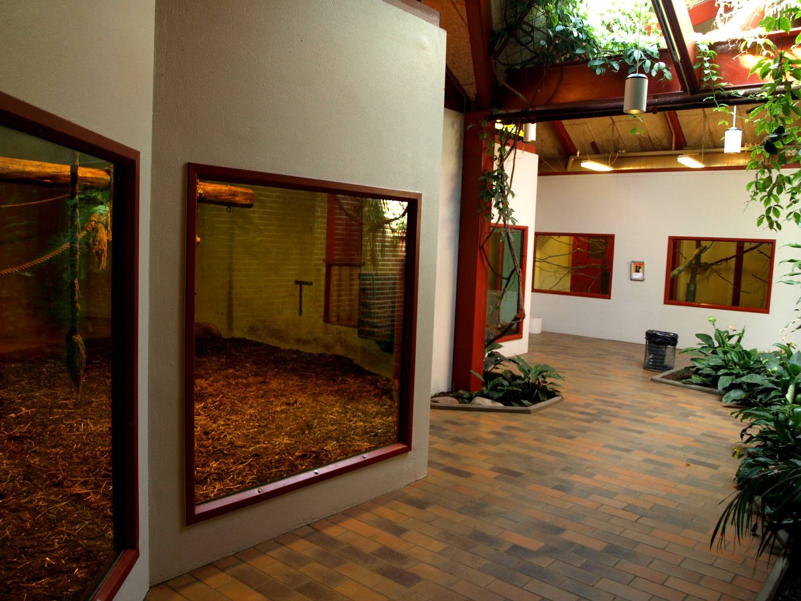 Givskud Zoo - Chimpanzee House