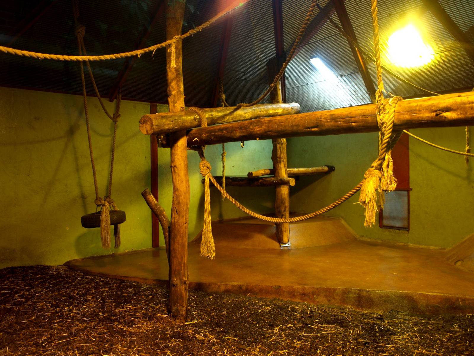 Givskud Zoo - Chimpanzee House