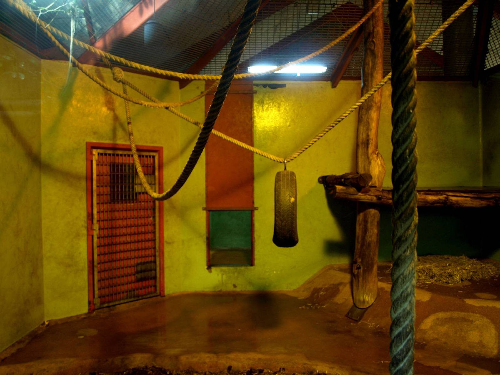 Givskud Zoo - Chimpanzee House