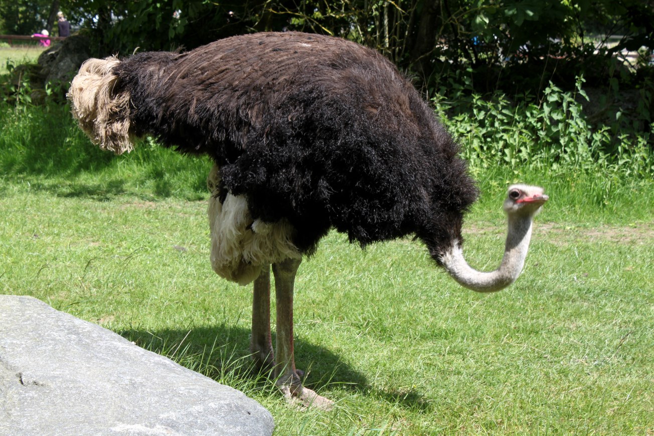 Givskud Zoo - Chimpanzee Island