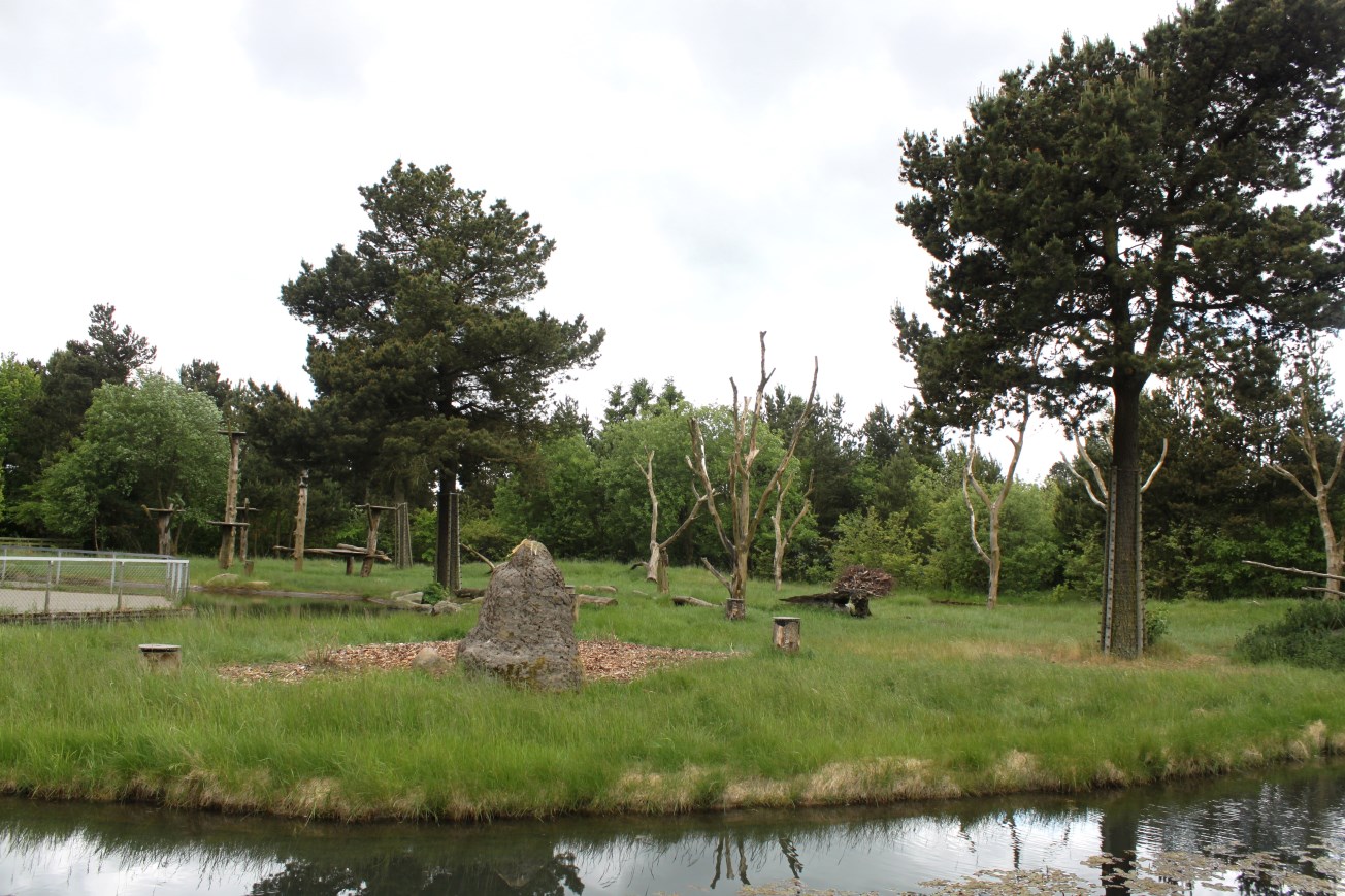 Givskud Zoo - Chimpanzee Island
