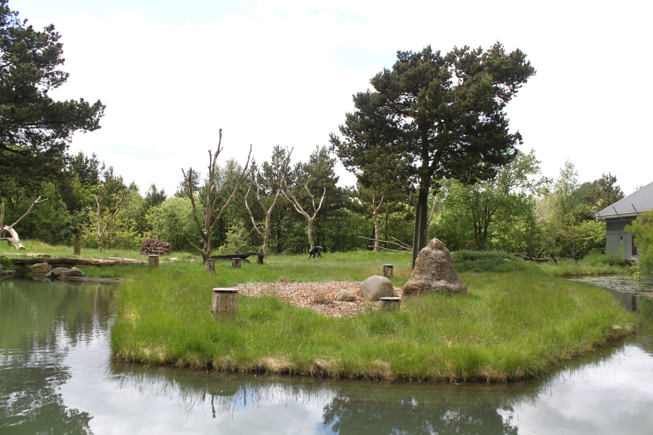 Givskud Zoo - Chimpanzee Island