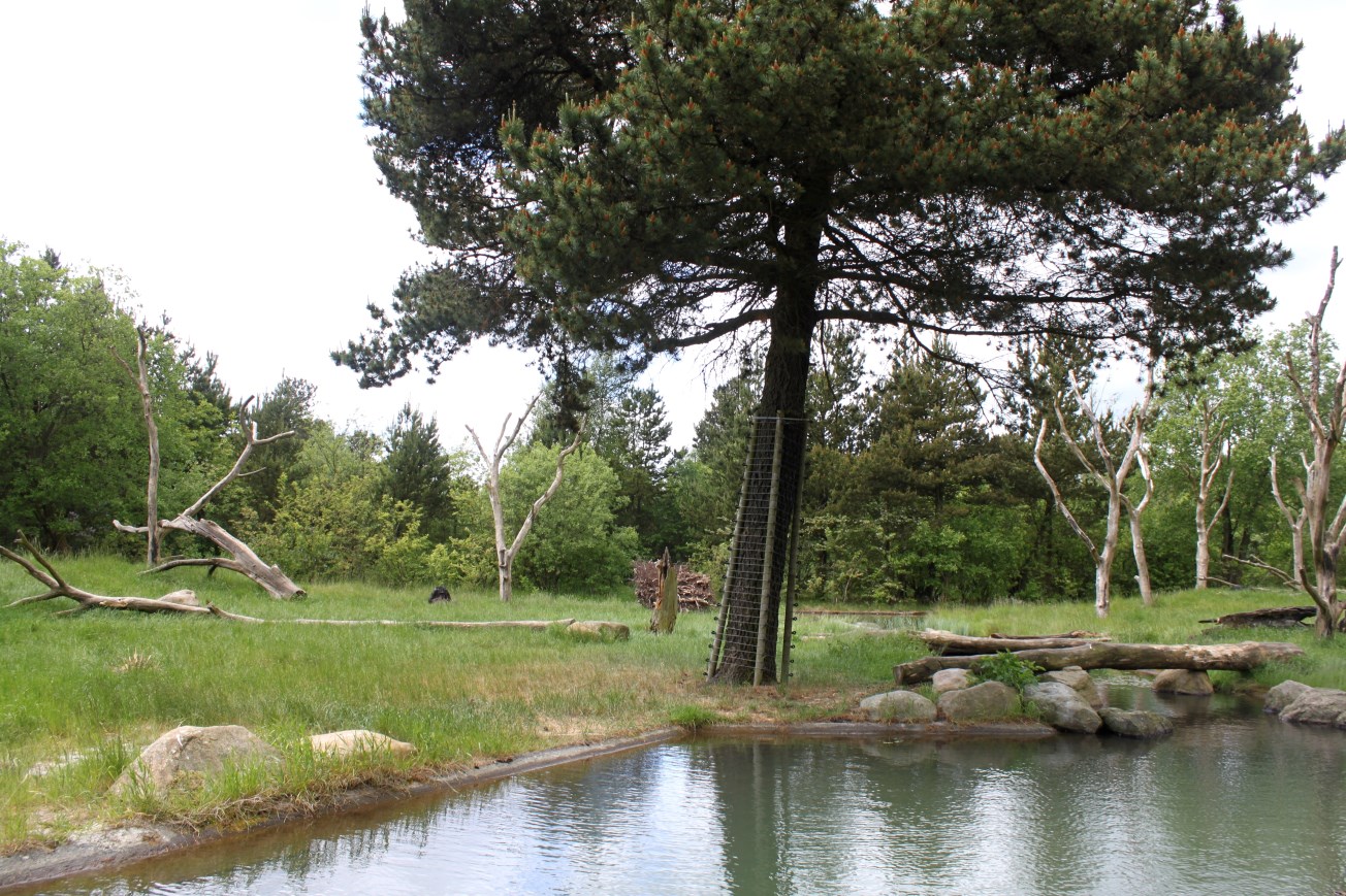 Givskud Zoo - Chimpanzee Island