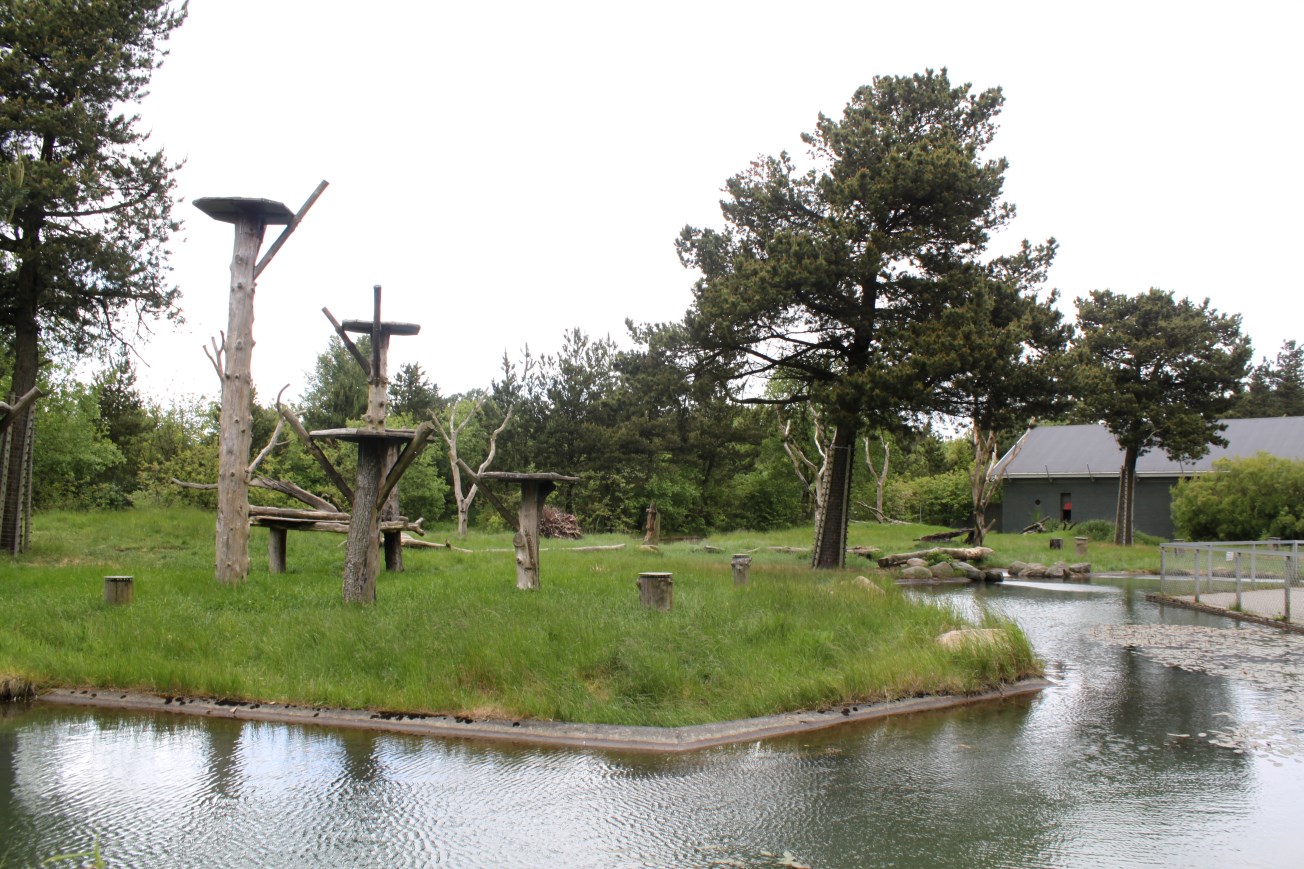 Givskud Zoo - Chimpanzee Island