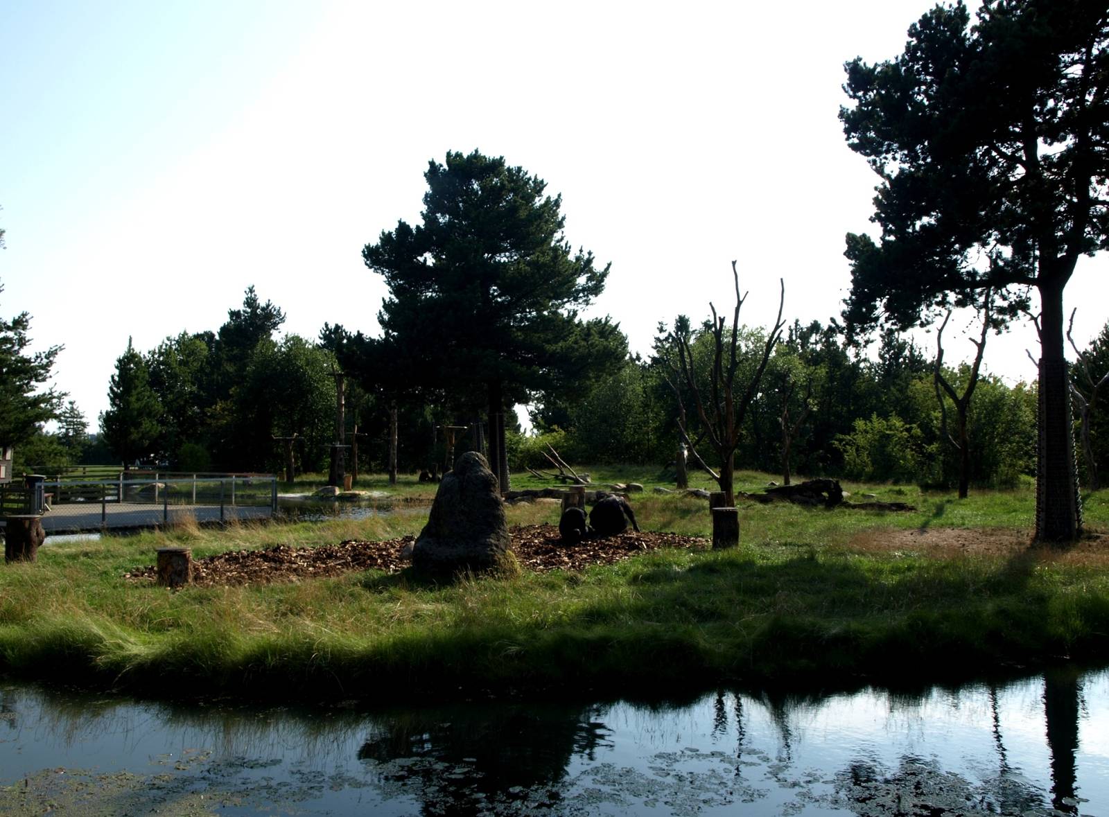 Givskud Zoo - Chimpanzee island