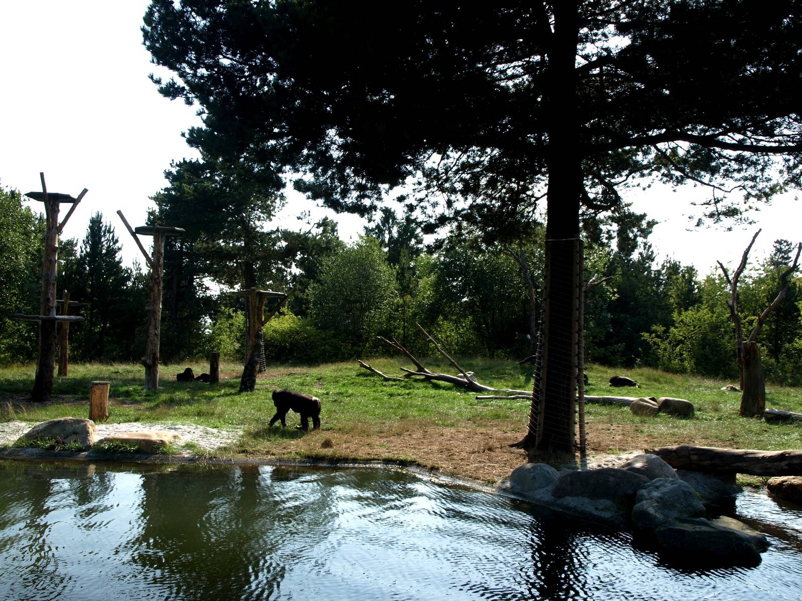 Givskud Zoo - Chimpanzee island