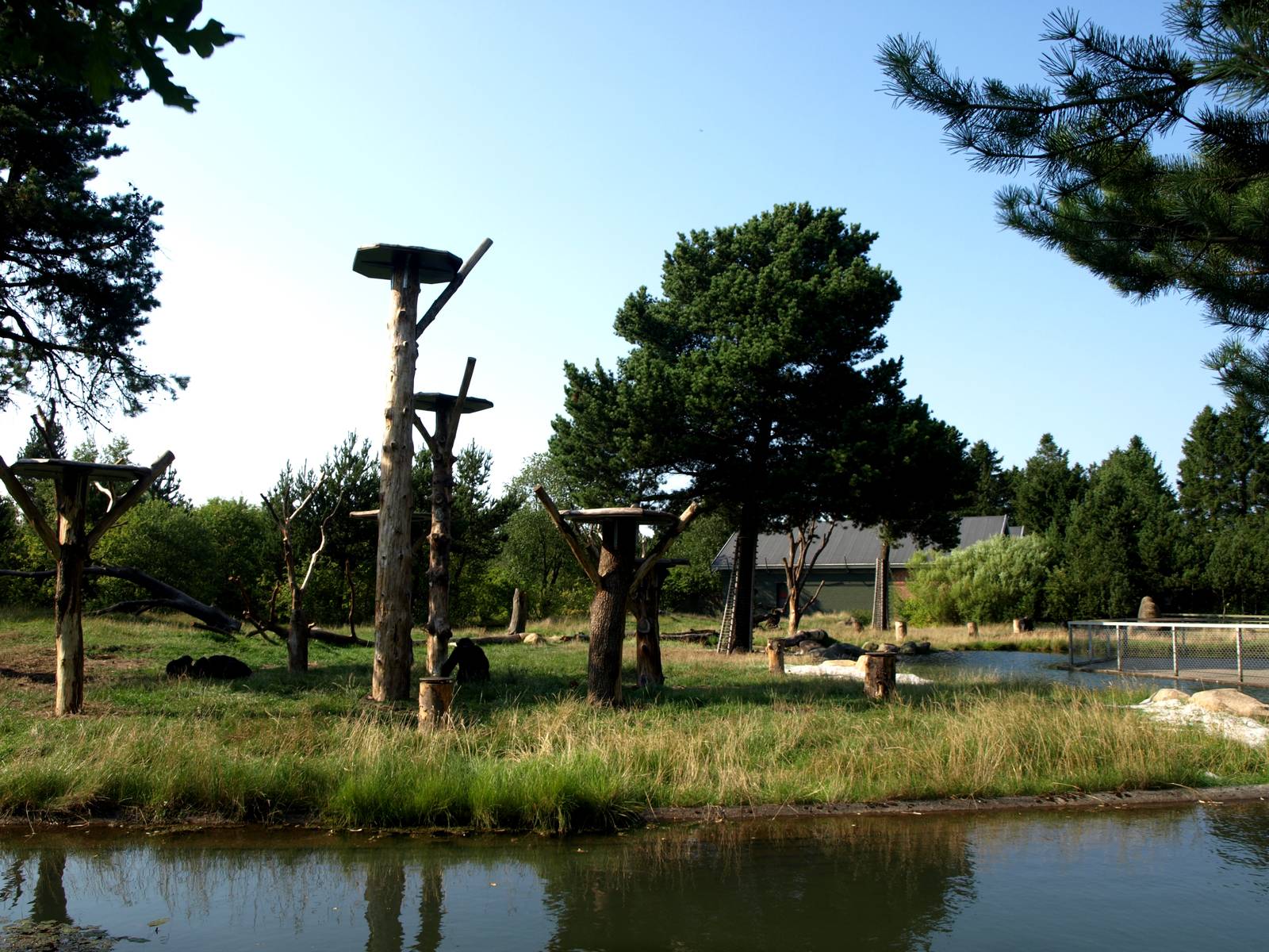 Givskud Zoo - Chimpanzee island