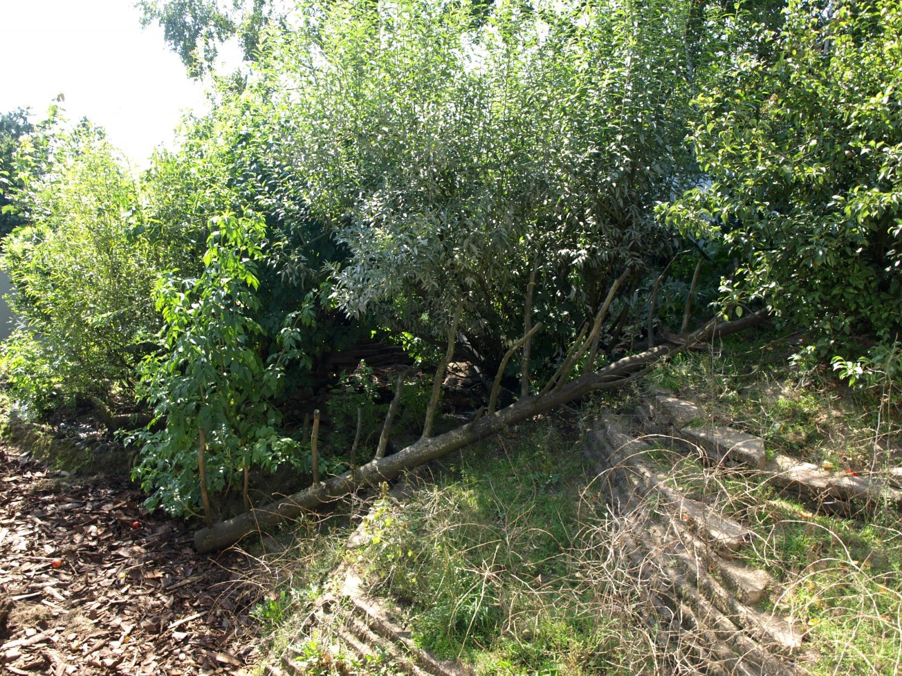 Givskud Zoo - Coati exhibit