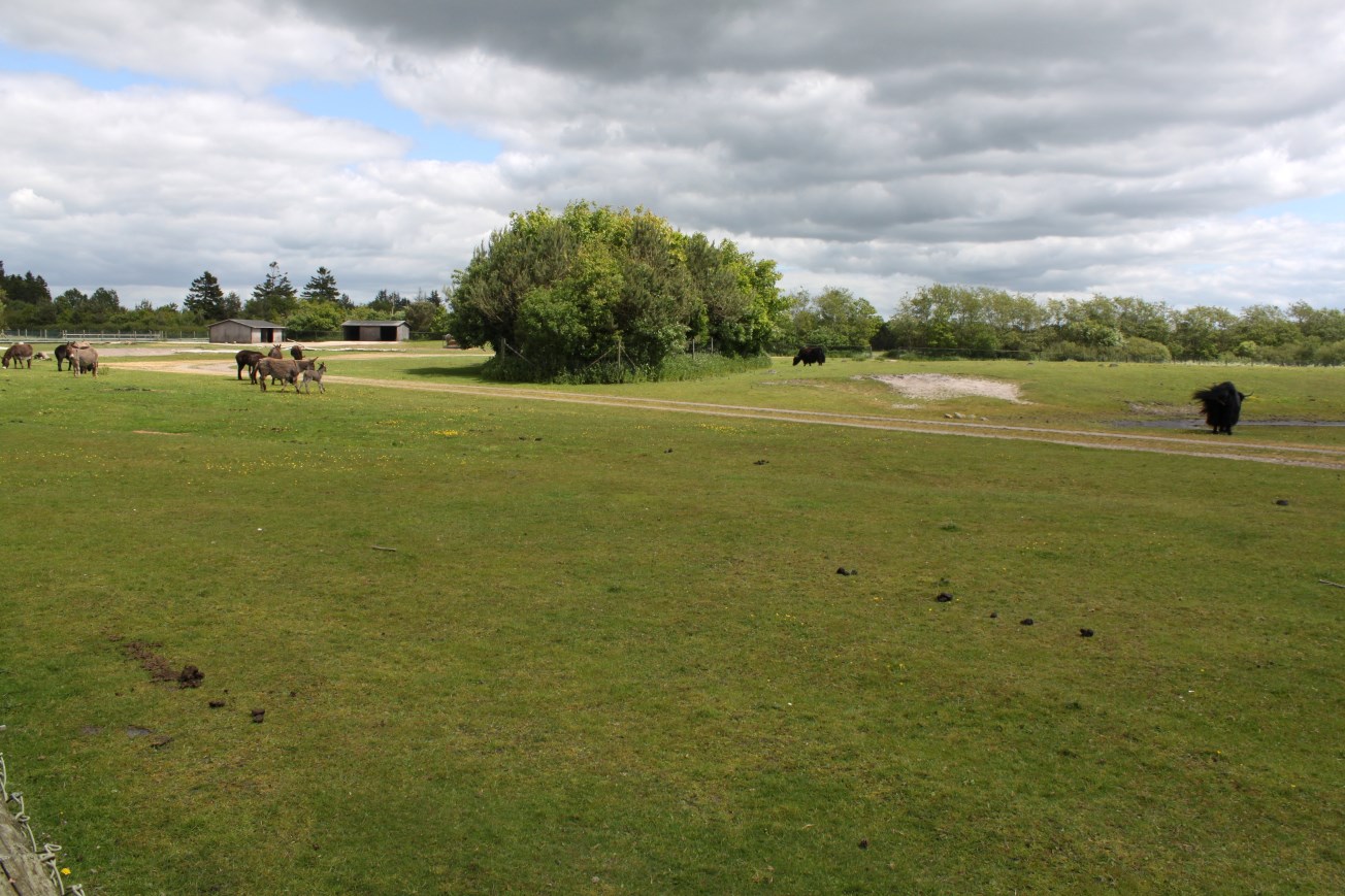 Givskud Zoo - Domestic Animal enclosure