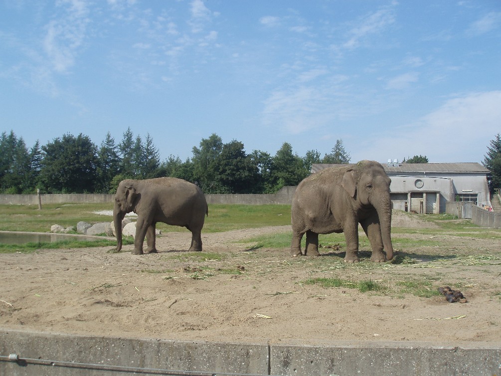 Givskud Zoo - Elephant enclosure