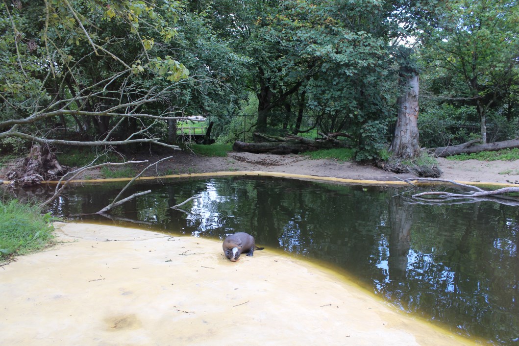 Givskud Zoo - Giant Otter Exhibit