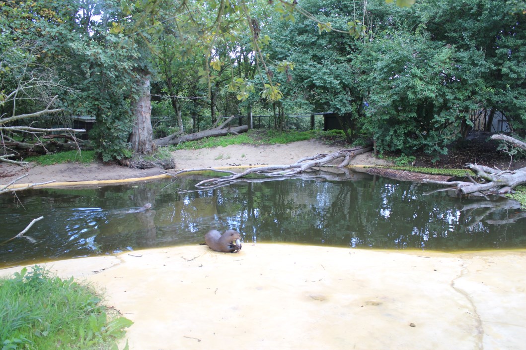 Givskud Zoo - Giant Otter Exhibit