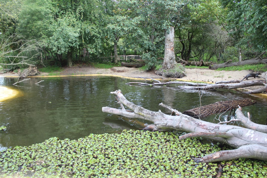 Givskud Zoo - Giant Otter Exhibit