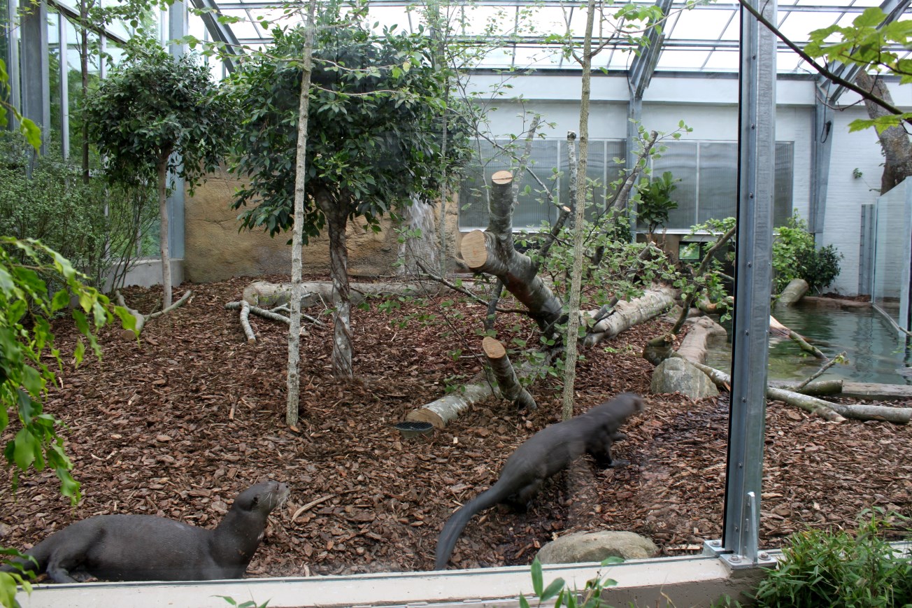 Givskud Zoo - Giant Otter Tropical House