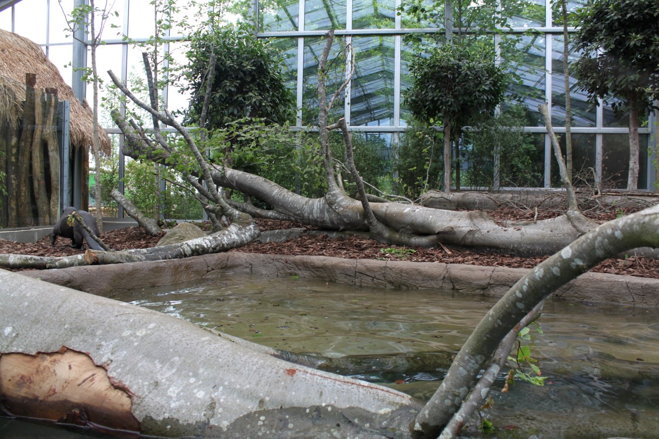 Givskud Zoo - Giant Otter Tropical House