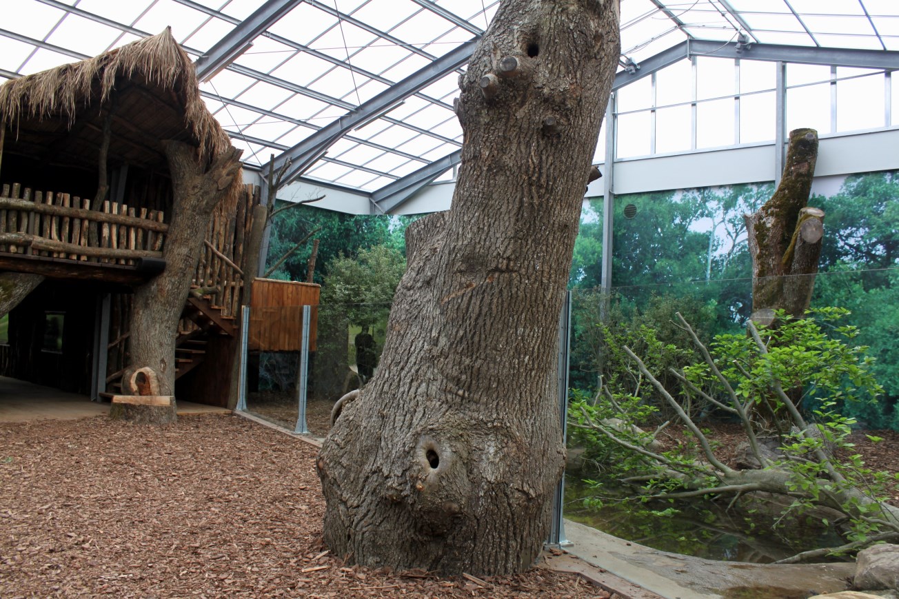 Givskud Zoo - Giant Otter Tropical House