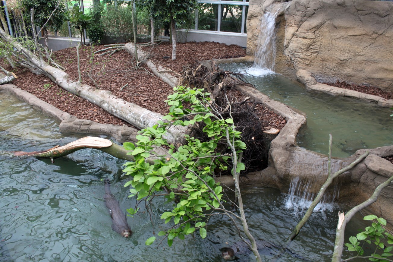 Givskud Zoo - Giant Otter Tropical House