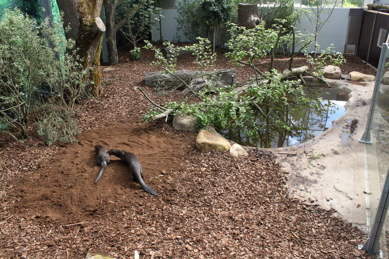 Givskud Zoo - Giant Otter Tropical House
