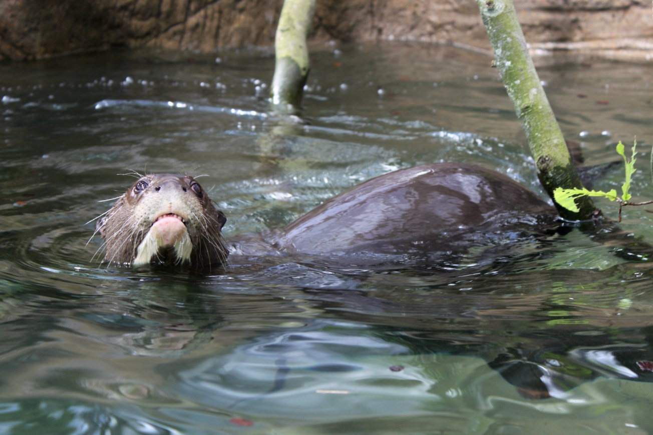 Givskud Zoo - Giant otter
