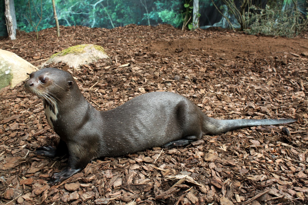 Givskud Zoo - Giant otter