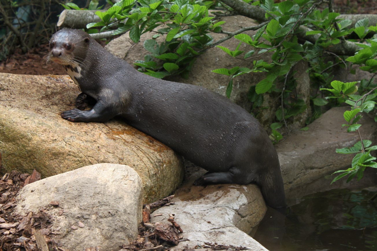 Givskud Zoo - Giant otter
