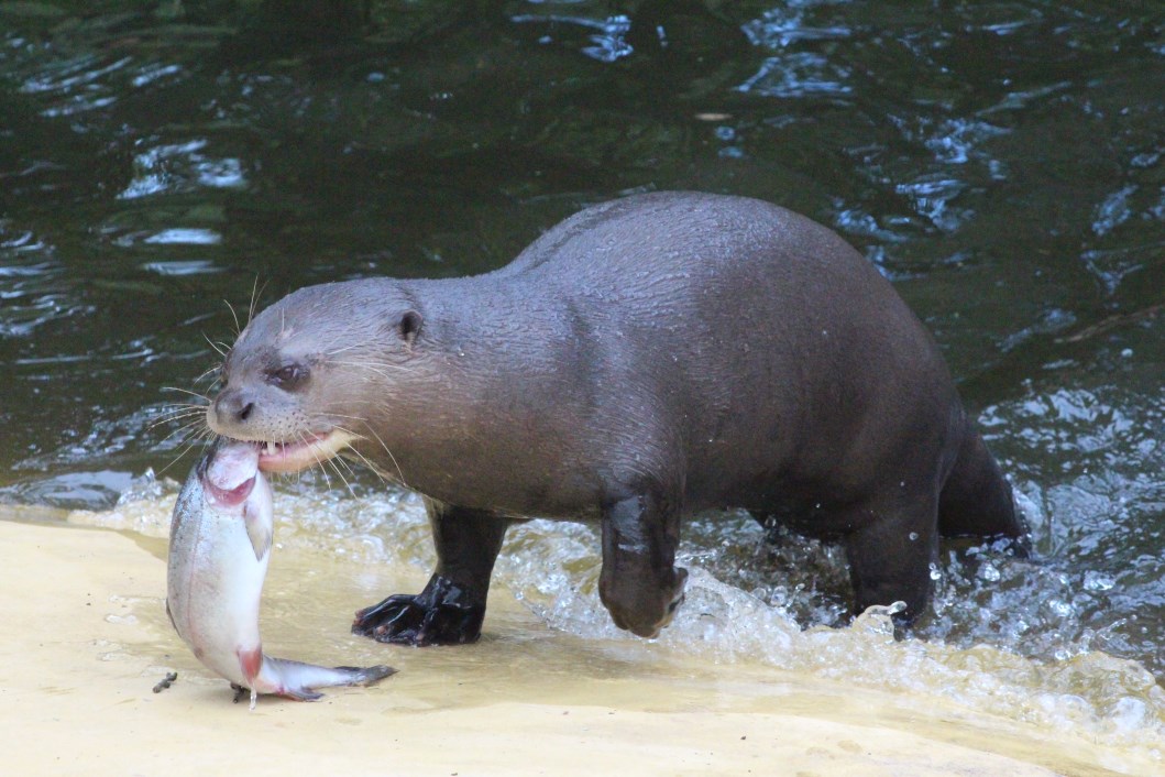 Givskud Zoo - Giant otter