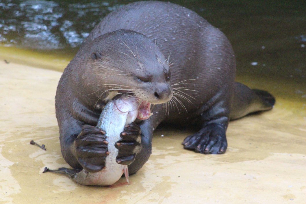Givskud Zoo - Giant otter