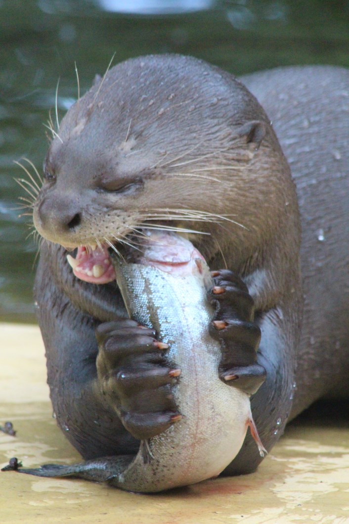 Givskud Zoo - Giant otter