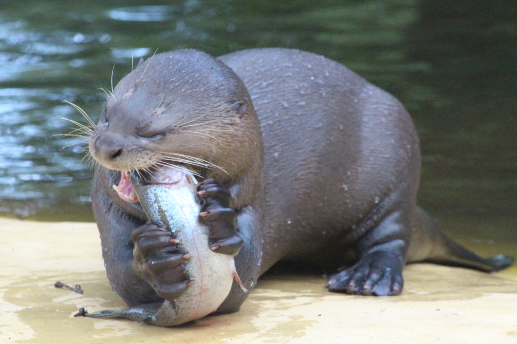 Givskud Zoo - Giant otter