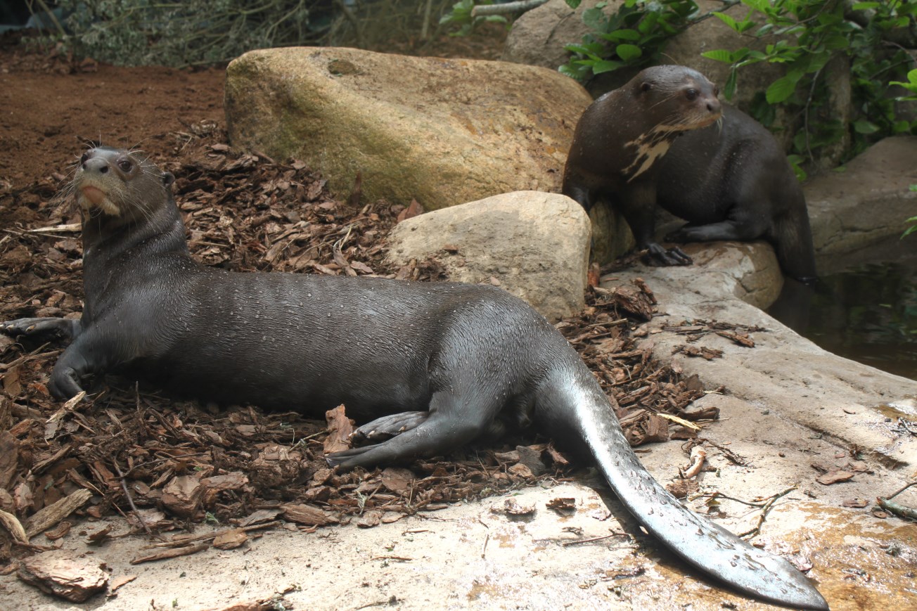 Givskud Zoo - Giant otters
