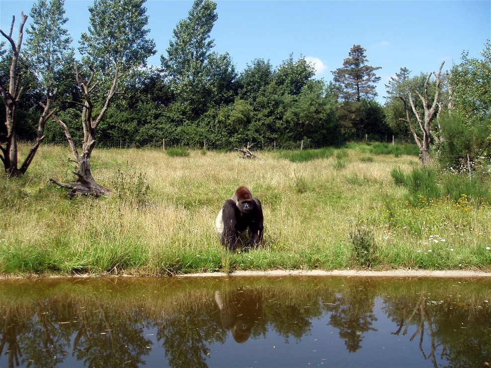 Givskud Zoo - Gorilla enclosure