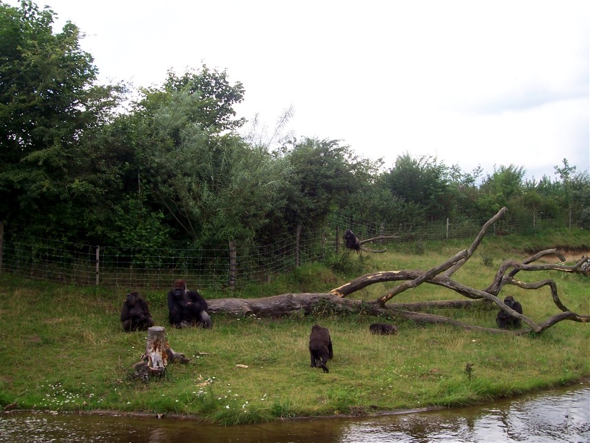 Givskud Zoo - Gorilla enclosure
