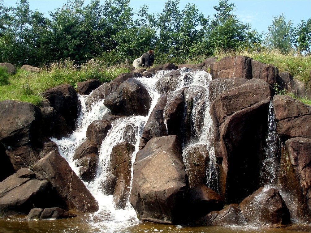 Givskud Zoo - Gorilla enclosure