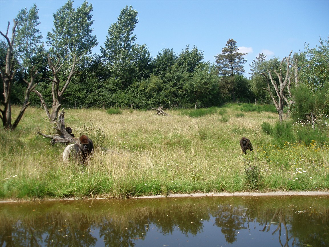 Givskud Zoo - Gorilla enclosure