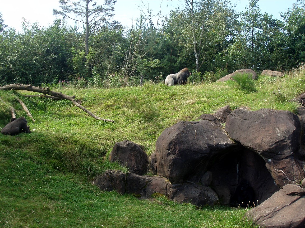 Givskud Zoo - Gorilla enclosure