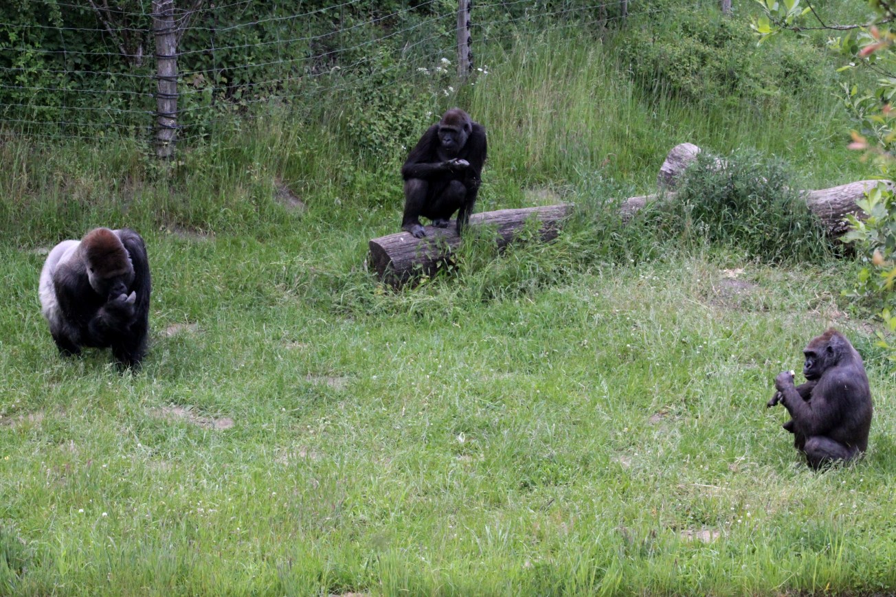 Givskud Zoo - Gorilla Exhibit (Feeding time)