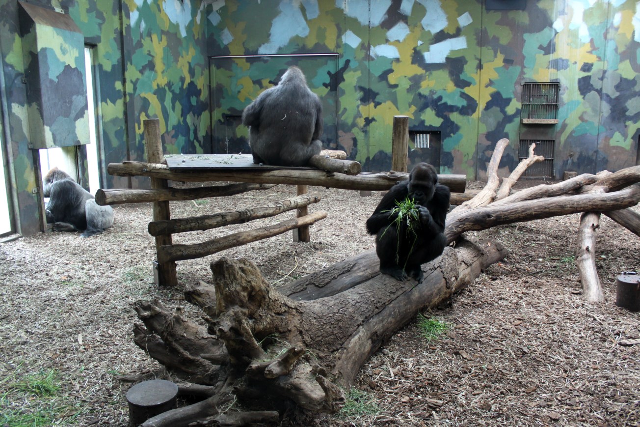 Givskud Zoo - Gorilla Exhibit (House)