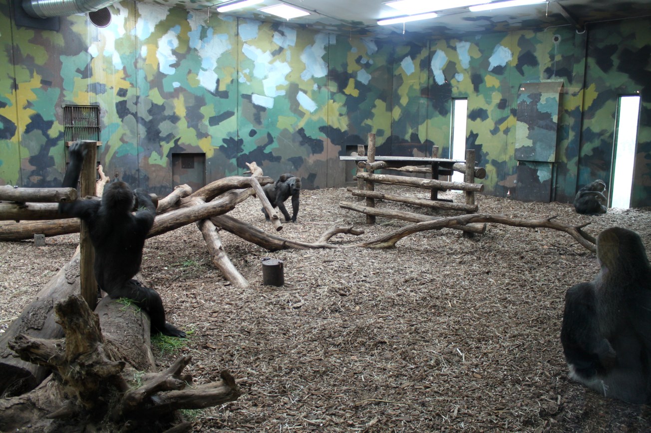 Givskud Zoo - Gorilla Exhibit (House)