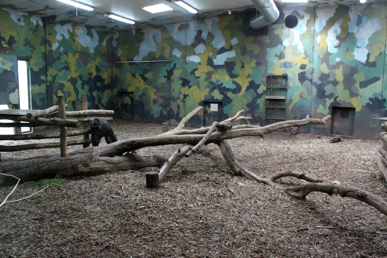 Givskud Zoo - Gorilla Exhibit (House)