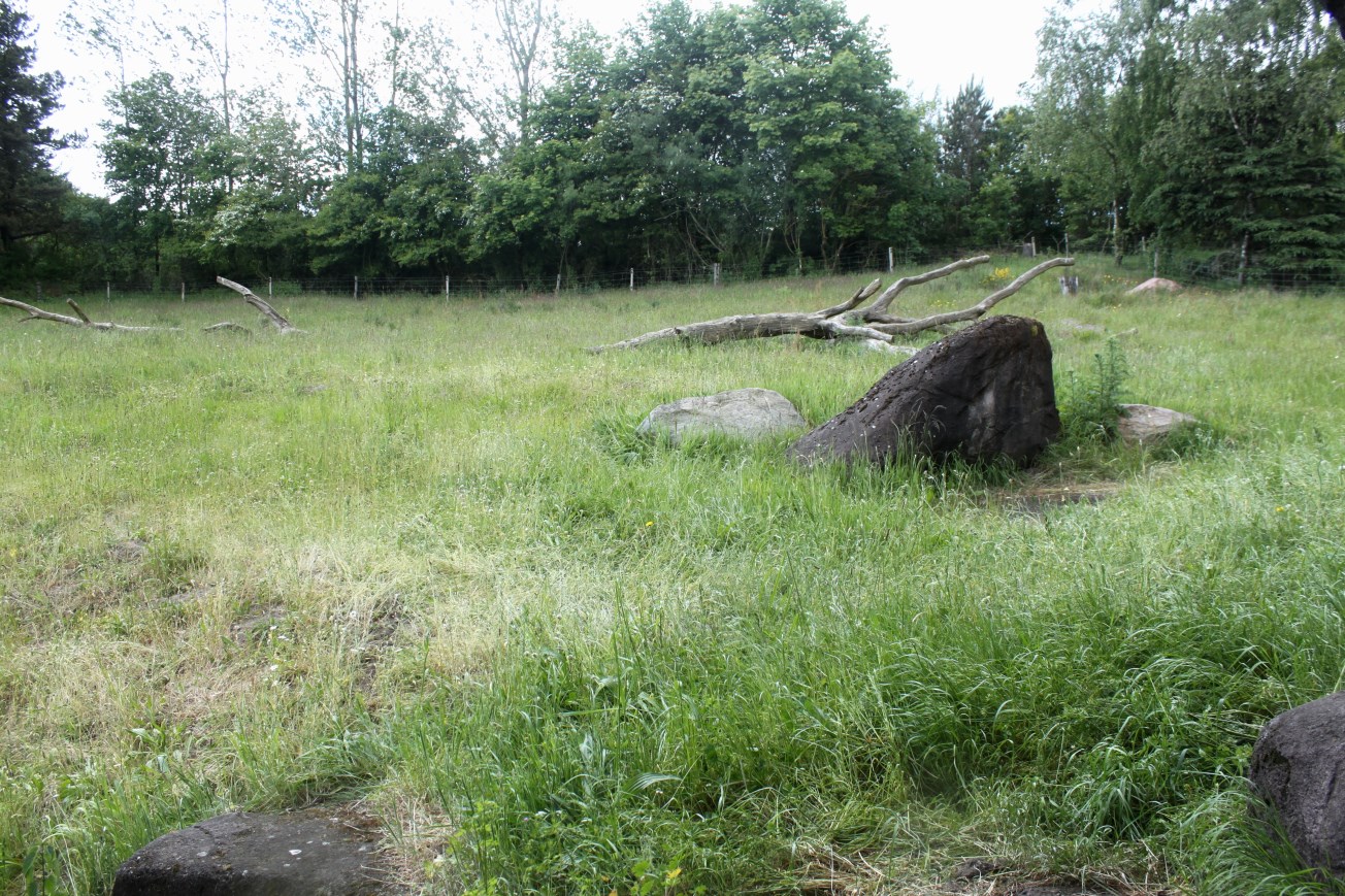 Givskud Zoo - Gorilla Exhibit (Main exhibit)