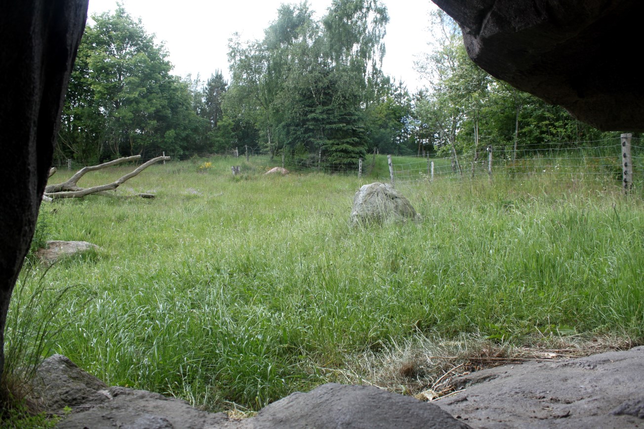 Givskud Zoo - Gorilla Exhibit (Main exhibit)