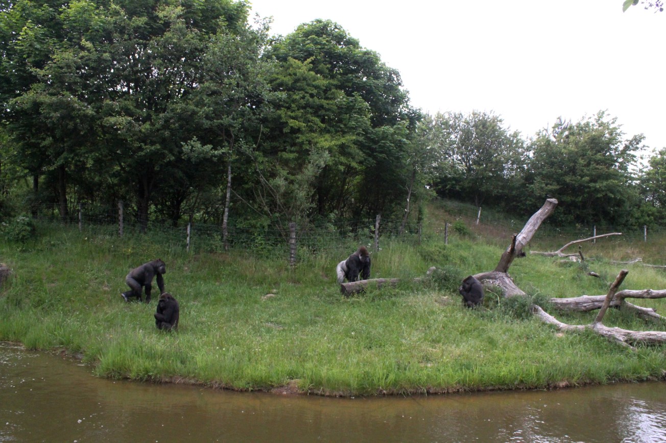 Givskud Zoo - Gorilla Exhibit (Main)