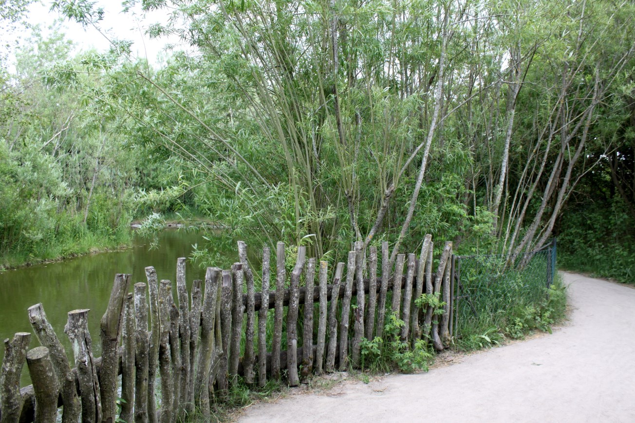 Givskud Zoo - Gorilla Exhibit (Pathway)
