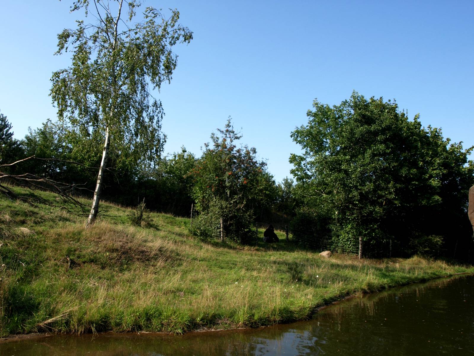 Givskud Zoo - Gorilla exhibit