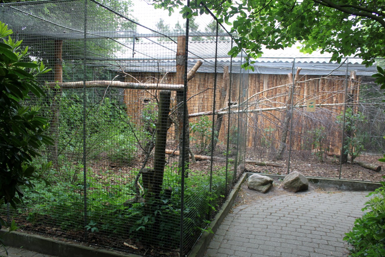 Givskud Zoo - Grey parrot aviary