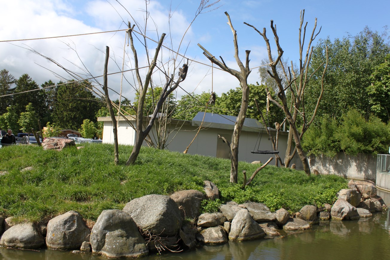 Givskud Zoo - Java macaque exhibit